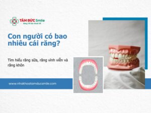 ham-rang-nguoi-truong-thanh-co-bao-nhieu-cai-phan-loai-va-chuc-nang-cua-rang-1549-5
