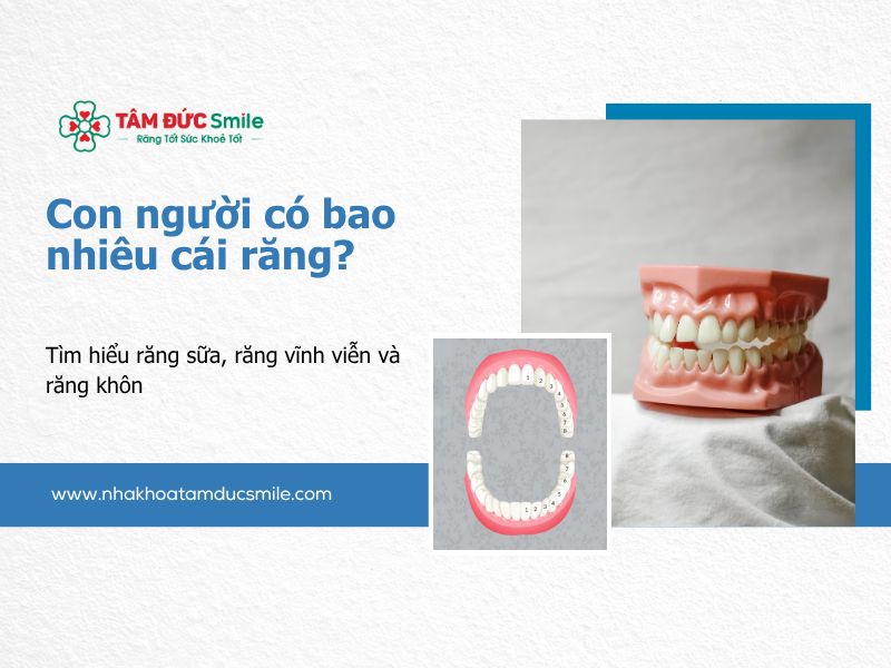 ham-rang-nguoi-truong-thanh-co-bao-nhieu-cai-phan-loai-va-chuc-nang-cua-rang-1549-5
