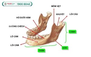 xuong-ham-la-gi-1