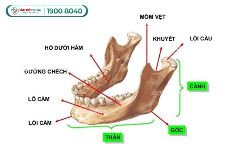 xuong-ham-la-gi-1