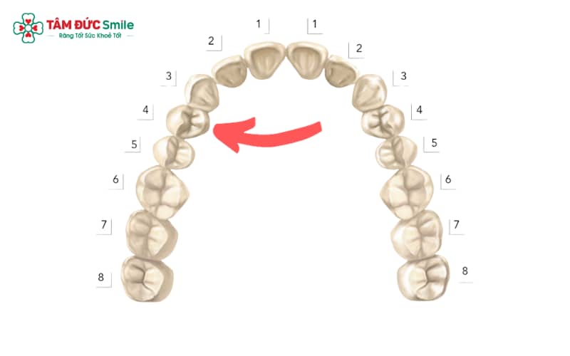 Răng số 4 được lựa chọn nhổ bỏ nhờ vị trí thuận lợi, giúp phân bổ khoảng trống hợp lý trong quá trình Abc888k vip truy cập nhanh