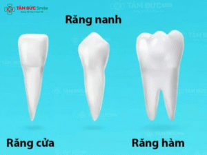 rang-vinh-vien-2 (2)