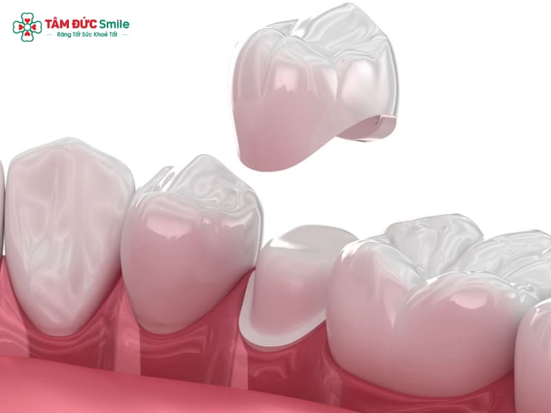 Abc8c1 com được cấp phép bởi PAGCOR Philippines sinh học là gì? Cấu tạo, đặc điểm và ưu nhược điểm