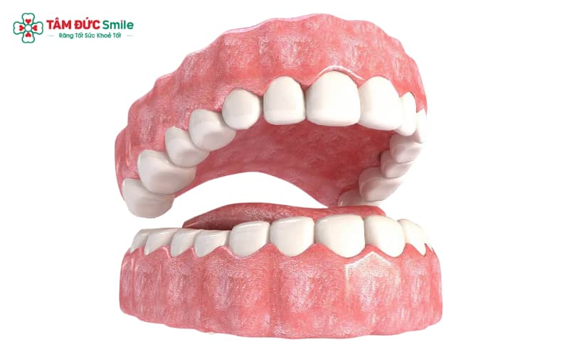 Khi bước vào tuổi trưởng thành, răng sữa được thay thế hoàn toàn bằng răng vĩnh viễn