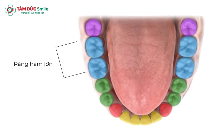 Răng hàm lớn có mặt nhai rộng và nhiều gờ rãnh, đảm nhiệm vai trò nghiền nát thức ăn
