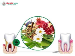 Lá lấu chữa ABC88 com đăng nhập có hiệu quả không? Cách dùng, lợi ích và lưu ý