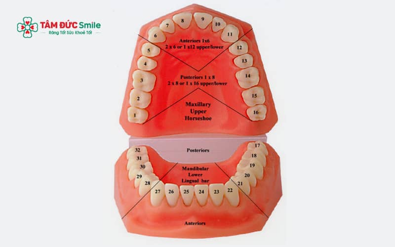 Răng số 5 thường có 1–2 Abc8com giaitri tructuyen, cấu trúc gồm men – ngà – tủy, đảm nhiệm cả chức năng cắn xé và nghiền thức ăn