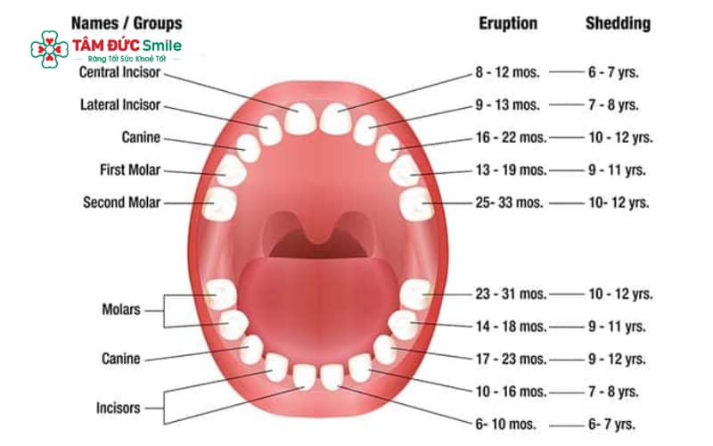 Trẻ thường bắt đầu thay răng sữa sang răng vĩnh viễn từ khoảng 5–6 tuổi, quá trình này diễn ra dần dần cho đến khi hoàn tất bộ răng vĩnh viễn