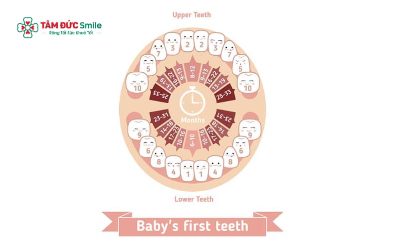 Trẻ mọc răng sữa theo trình tự tương đối ổn định, bắt đầu từ răng cửa giữa, tiếp đến là răng cửa bên, răng hàm sữa và răng nanh