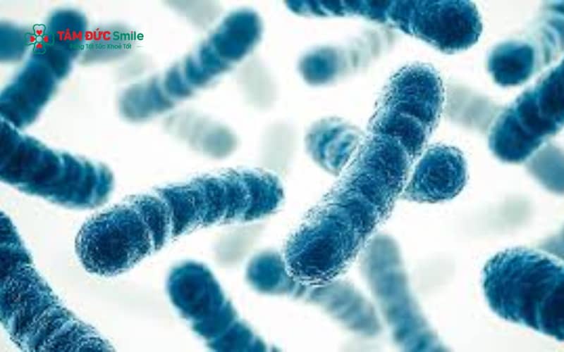 Vi khuẩn kỵ khí được phân loại thành cầu khuẩn và trực khuẩn, gồm cả Gram âm và Gram dương