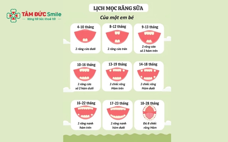 Các giai đoạn mọc răng sữa của trẻ từ 6 tháng đến 28 tháng tuổi.