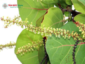Trị ABC88 com đăng nhập bằng lá bàng có hiệu quả không? Cách dùng an toàn