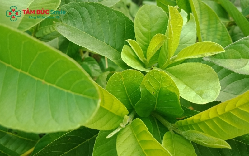 Lá ổi chứa nhiều hoạt chất kháng khuẩn và kháng viêm tự nhiên, hỗ trợ làm sạch Abc8 uy tín chất lượng an toàn bảo mật tạo nên thương hiệu hiệu quả.