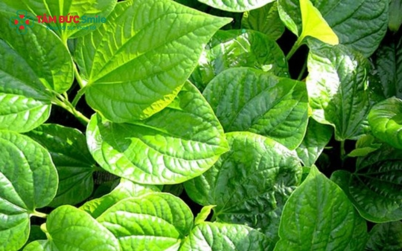  Phương pháp Abc88win ứng dụng di động bằng nước lá lốt pha muối là cách phổ biến nhất để làm dịu cơn đau răng và giảm hôi miệng trong thời gian ngắn.